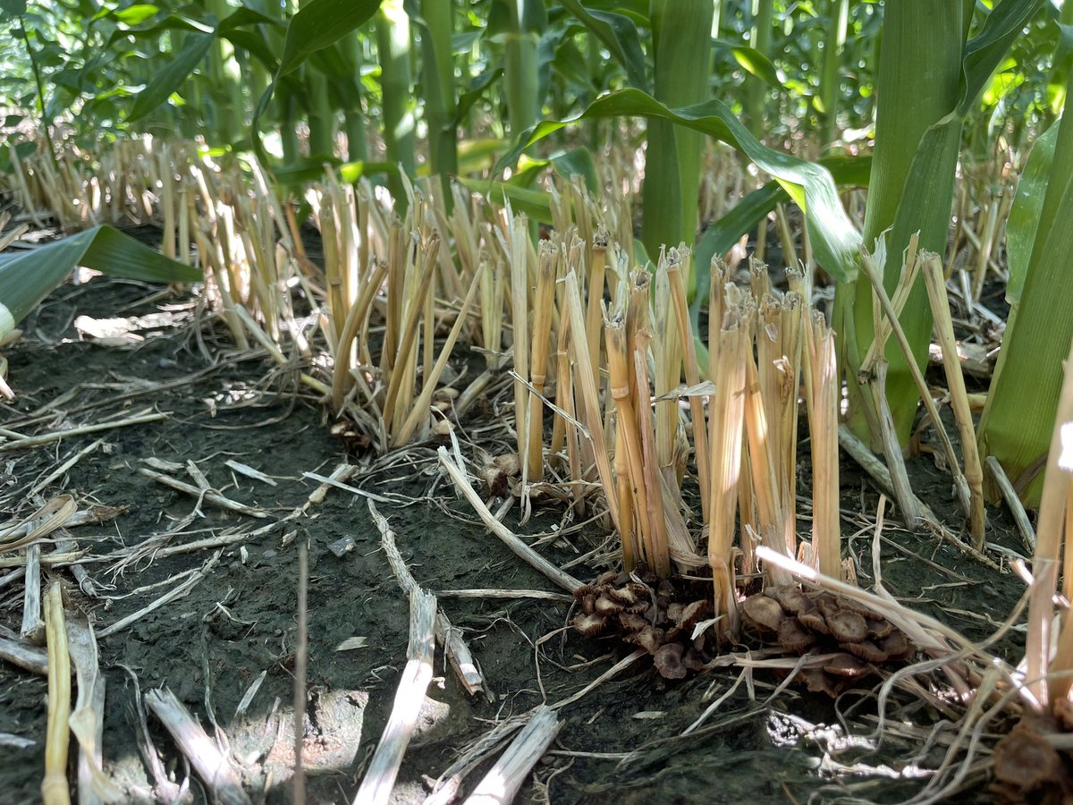 SOILFARM3R's tweet photo. I love seeing this partnership! #fungi inoculated corn seed with AMF. Love this #notill silage corn into silage Trit stubble. Double cropping under pivot in the incredible #columbiabason . #makingmilk https://t.co/vXPzsEBZno