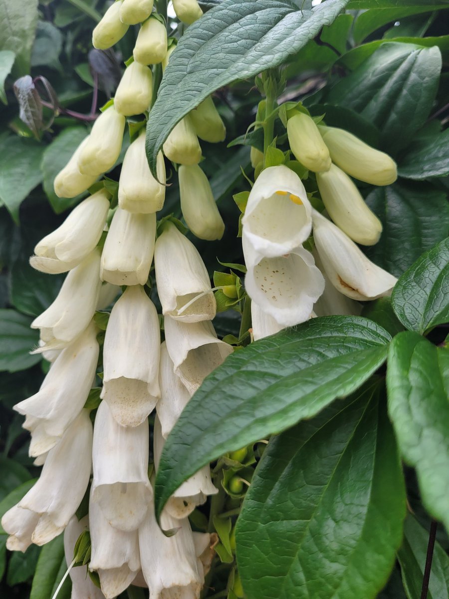 This morning's #gardenindicator using a #white #foxglove #flower. Left to right: #lemon juice, tap #water and bicarbonate of soda. <a href="/CrocodileChemi1/">CrocodileChemist</a> <a href="/iain_smellie/">Iain Smellie</a> <a href="/PRS_Science/">PRS Science</a> <a href="/AlchemistAngus/">AngusAlchemist</a> <a href="/cammac54/">Hells Bells</a> <a href="/EmmaWarwick2/">EmmaW</a> <a href="/Andrestrujado/">Andres Tretiakov</a> #toxic #acid #alkali. #petals <a href="/HJMitchell69/">Helen Mitchell</a>