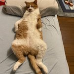 自分は人間であると疑わない猫!”寝るときはもちろん枕を使う
