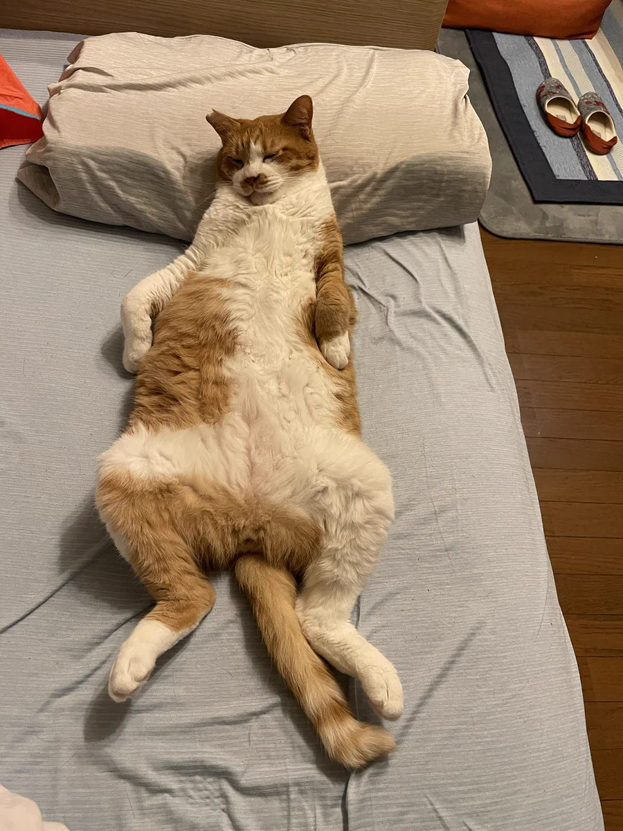 自分は人間であると疑わない猫！”寝るときはもちろん枕を使う
