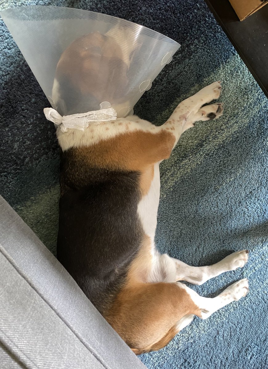 Qiner Violetskyq Twitter