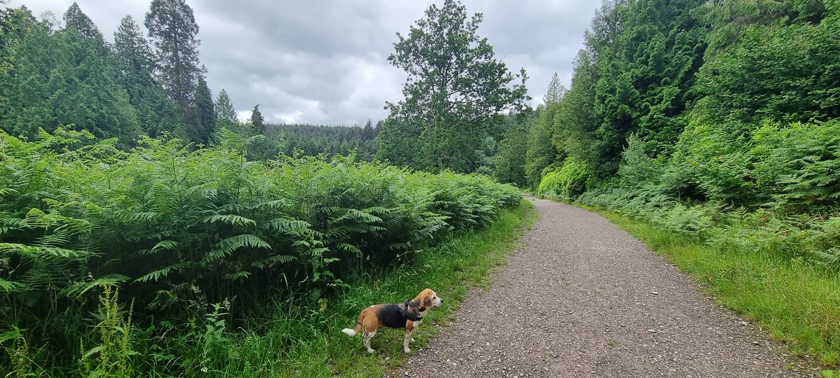 Jon_leg's tweet photo. Contrary to popular belief Beagles can be let of the lead... sometimes... I mean it still take 12 attempts to call her back. @beaglefacts #beagles https://t.co/GktLoPyS1w