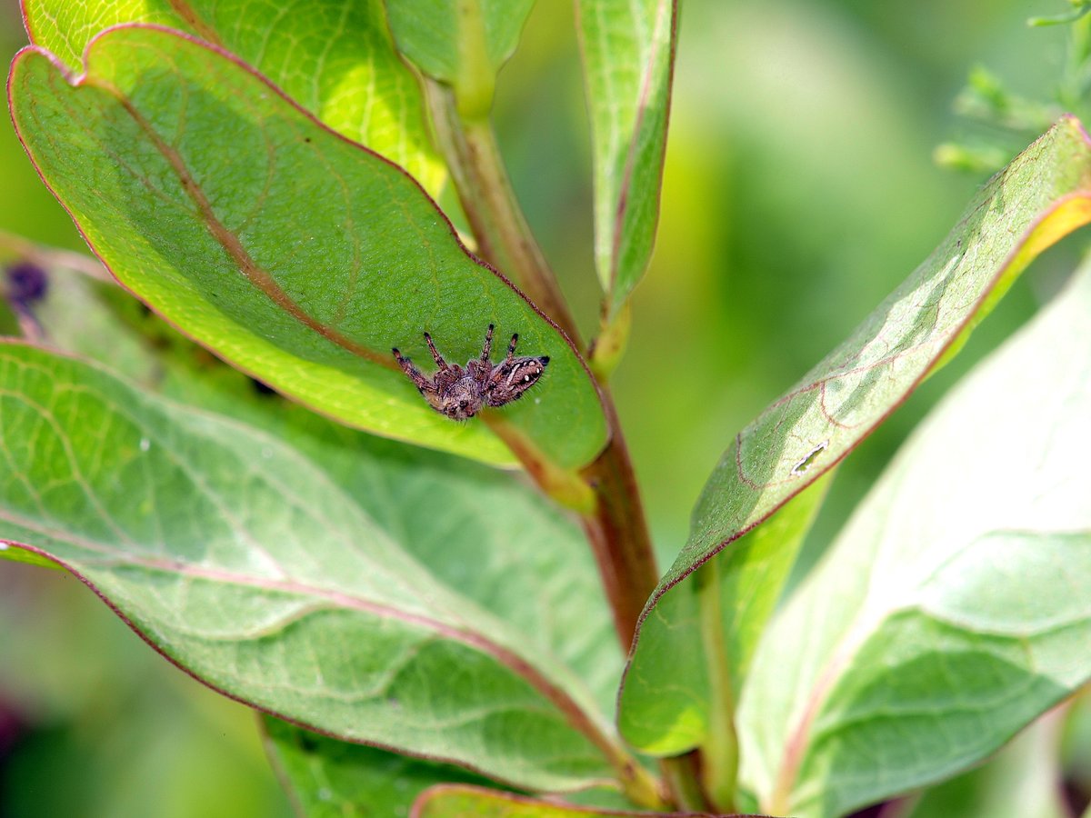 kala61857's tweet photo. Got a new jumping spider &amp; she's a beauty. Hiding under native milkweed leaves
Brilliant Jumping Spider (Phidippus clarus)
Antelopehorns  Milkweed (Asclepias asperula ssp. capricornu)
https://t.co/ZhlVHZ8DrF
#spiders #NaturePhotography #JumpingSpiders #macro #NativeMilkweed #eyes https://t.co/zq5XObsCRZ