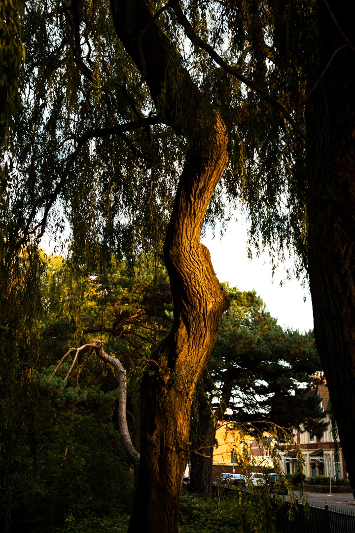 Cardiff 2020

#cardiff #tree #trees #nature #warm #warmtones #sunset #sunlight #goldenhour #photography #wales #roath #naturephotography #landscapephotography #instagram #instagood #picoftheday #connection
