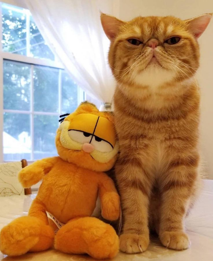 GarfieldDecides's tweet image. Meet my friend.