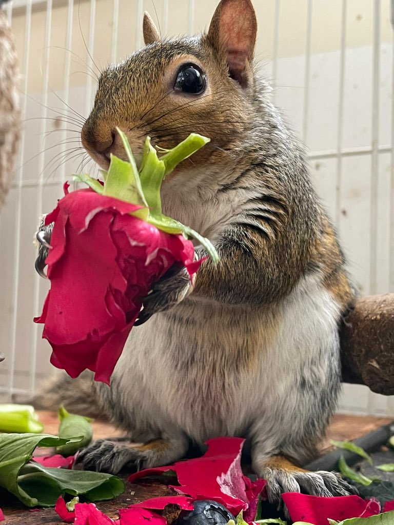 AllumPaul's tweet photo. Faith ice Kelly Ronnie Beautiful roses 🌹 for Beautiful girls ❤️🐿🐿🐿🐿🐿🐿🐿🌹 https://t.co/Loxtlz4C9t https://t.co/wIruyDBEHM