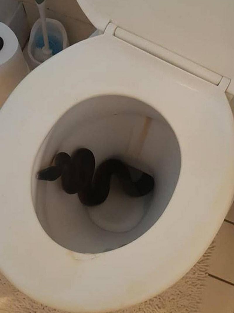 Туалет для кошек. Смешной человек на унитазе. Рыжий кот на унитазе. Она еще какает. Коты которые какают.