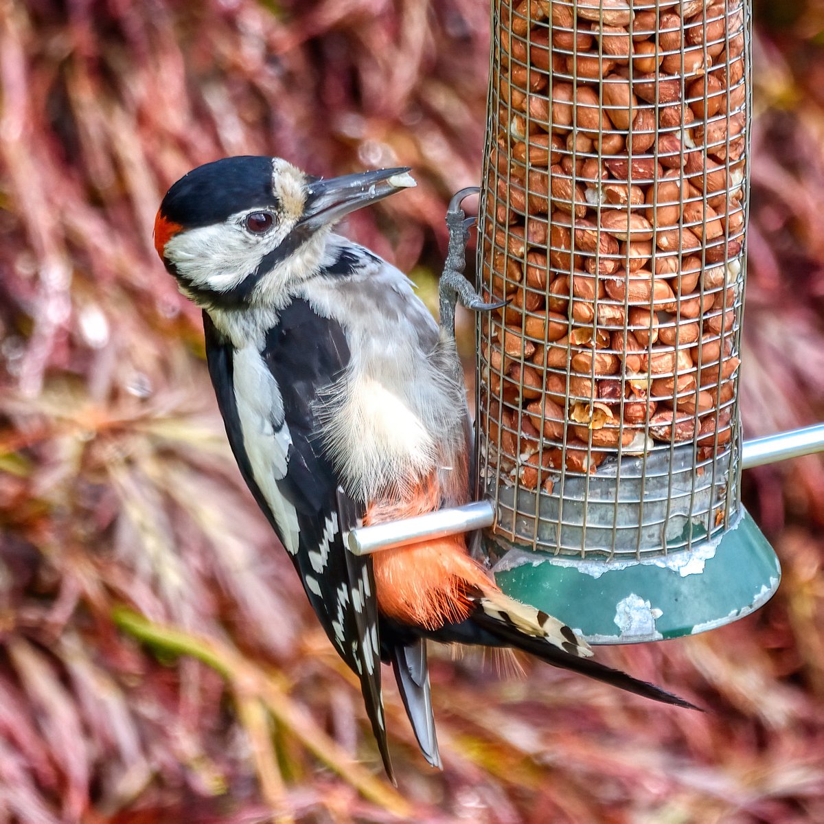Great spotted woodpecker visiting the garden this afternoon. We haven't had many visiting in recent times, so good to see. #woodpecker #birdphotography #birding #birdwatching #scotland