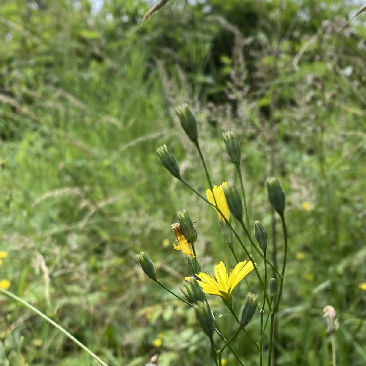 LizIxer's tweet photo. Lovely morning in #railwayfields this morning. Enjoyed chatting to visitors to the site, some of whom were visiting for the first time. I even had time for 10 minutes of plant study: Meadow buttercup; nipplewort; hawksbeard; bitter dock #weekendopening https://t.co/eH4IpXbN3V