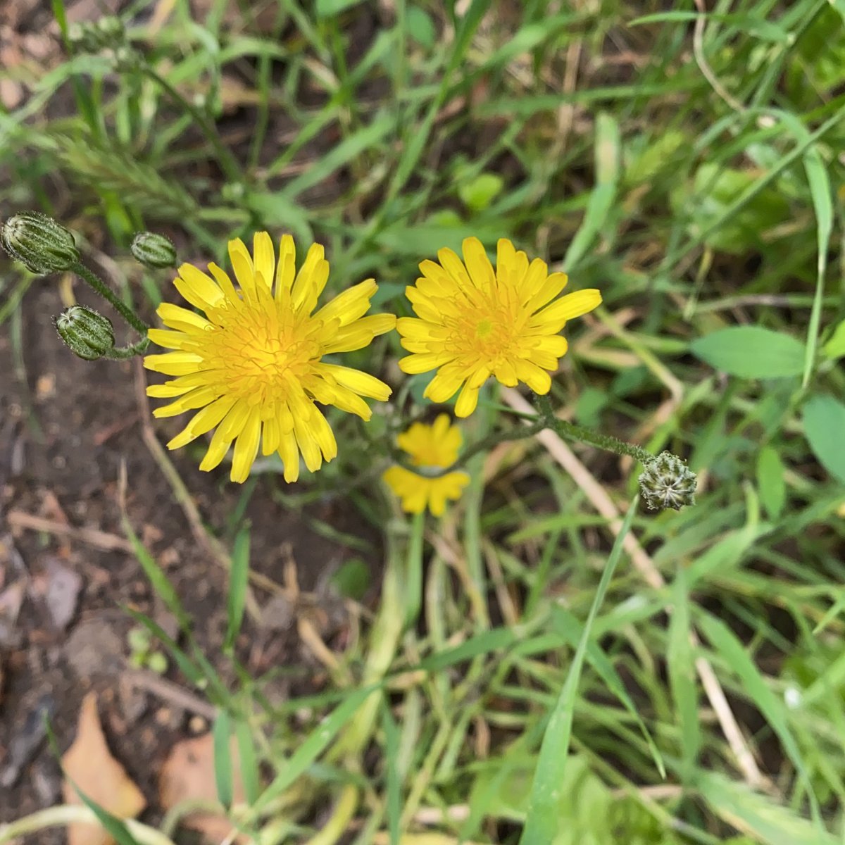 LizIxer's tweet photo. Lovely morning in #railwayfields this morning. Enjoyed chatting to visitors to the site, some of whom were visiting for the first time. I even had time for 10 minutes of plant study: Meadow buttercup; nipplewort; hawksbeard; bitter dock #weekendopening https://t.co/eH4IpXbN3V