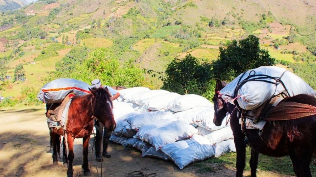 alovitox's tweet photo. Recently, we started our journey to Peru 🇵🇪. The main goal is to form personal relationships with #farmers and our #manufacturing #plant #employees. This is how we create #sustainability all along the chain, and not just one part of the process. ♻️

#alovitox #peru #superfoods https://t.co/DIhrYXfqb0