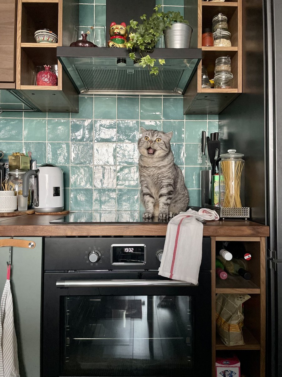 Maria_Key's tweet photo. Сфотографировала кота, как будто он поёт на утреннике, полюбуйтесь https://t.co/uJcTtVKvUW