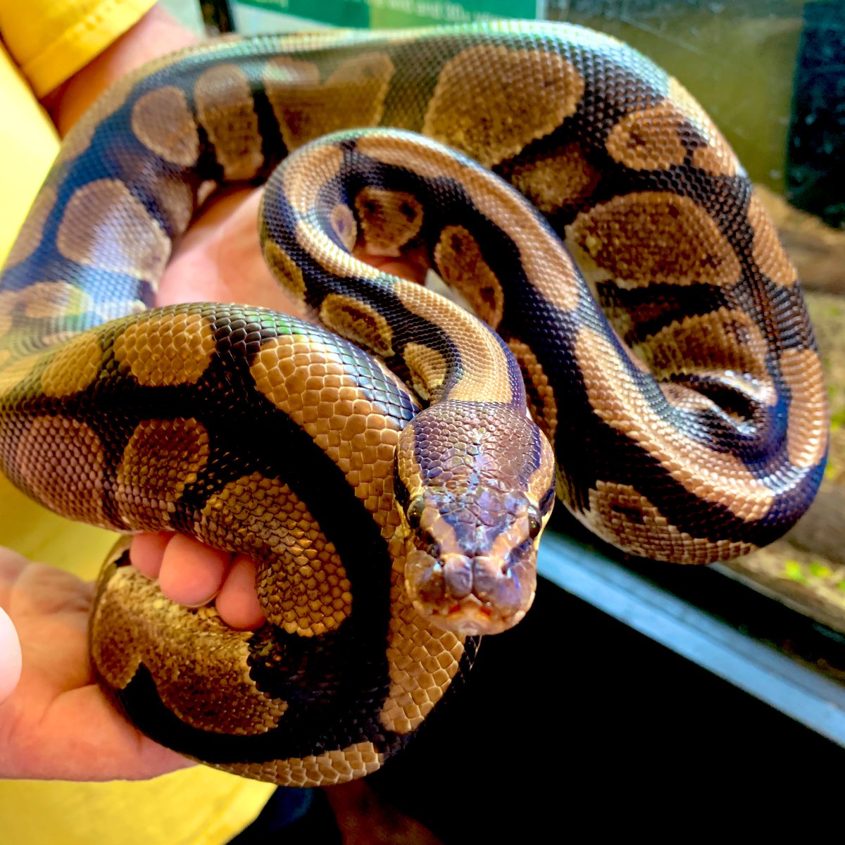 ImaginationStat's tweet image. Athena the ball python is ready for feeding today. Major points for anyone who can tell us why she’s called a ball python. #imaginationstationnc #weloveourherps