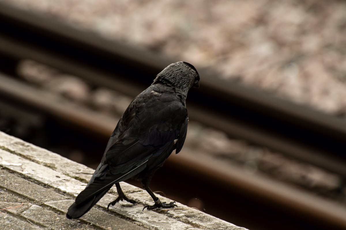 I am the London Pigeon
And I know what to do.
I catch the train at Richmond
But then get out at Kew.

Sometimes there’s a cuckoo,
Sometimes there’s a crow,
Sometimes shifty-lookers
Whom I cannot claim to know.

The #London Pigeon alanfranks.org/2021/07/10/the… #poetry