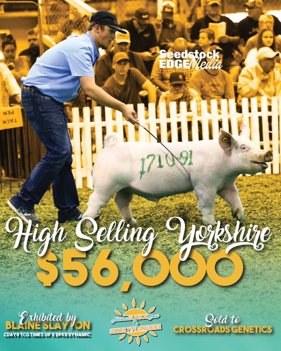NationalSwine's tweet photo. Blaine Slayton, Indiana, topped the #STC2021 Yorkshire Sale. This son of CDAY8 TCG Times Up sold to Crossroads Genetics, Indiana, for $56,000. #NSR #NJSA #NJSS2021 https://t.co/TOyDxTI2Rc