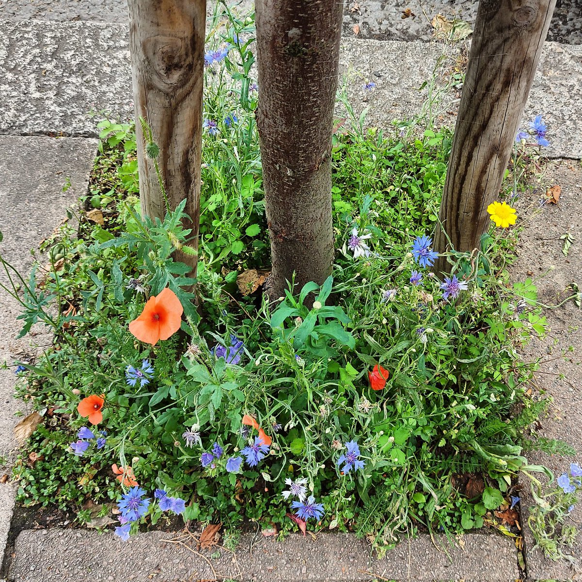 Here's something lovely. A pavement planted micro garden with wildflowers down our street. 
#guerillagardening