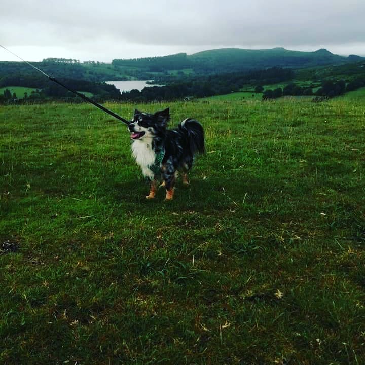 reid_nacho's tweet photo. Beautiful walk up #meavy and #burrator tonight..so tranquil and gorgeous views..Nachos so glad we live near #dartmoor @DartmoorDevon β₯οΈπΎβ₯οΈ https://t.co/KIrmt5gLe7