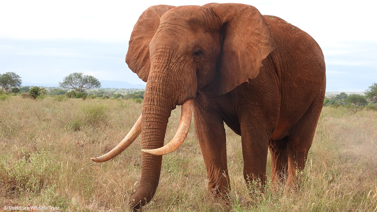 A diversity of wild species is a great sign of a healthy ecosystem. These beautiful faces are among those spotted by our rangers while on patrol in the Tsavo Conservation Area. Meet the teams protecting wildlife and habitats in Kenya: sheldrickwildlifetrust.org/projects/anti-…