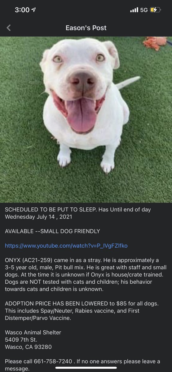 Julessruless's tweet image. PSA: THESE DOGS WILL BE KILLED WEDNESDAY 7/14/21… please share if you or anyone u know would like a dog!!! At the Wasco Shafter animal shelter!!!