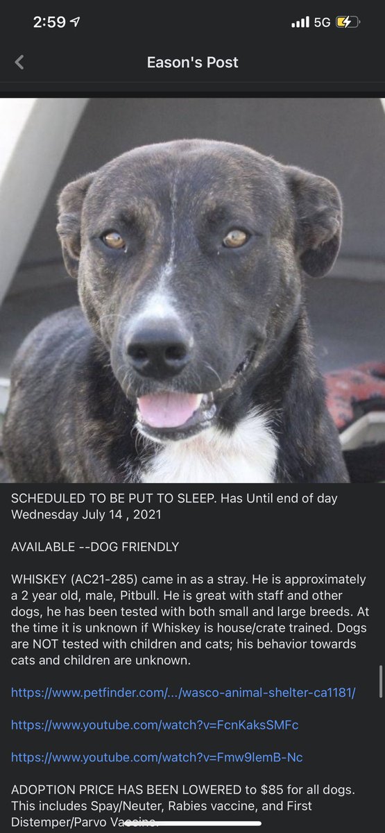 Julessruless's tweet image. PSA: THESE DOGS WILL BE KILLED WEDNESDAY 7/14/21… please share if you or anyone u know would like a dog!!! At the Wasco Shafter animal shelter!!!