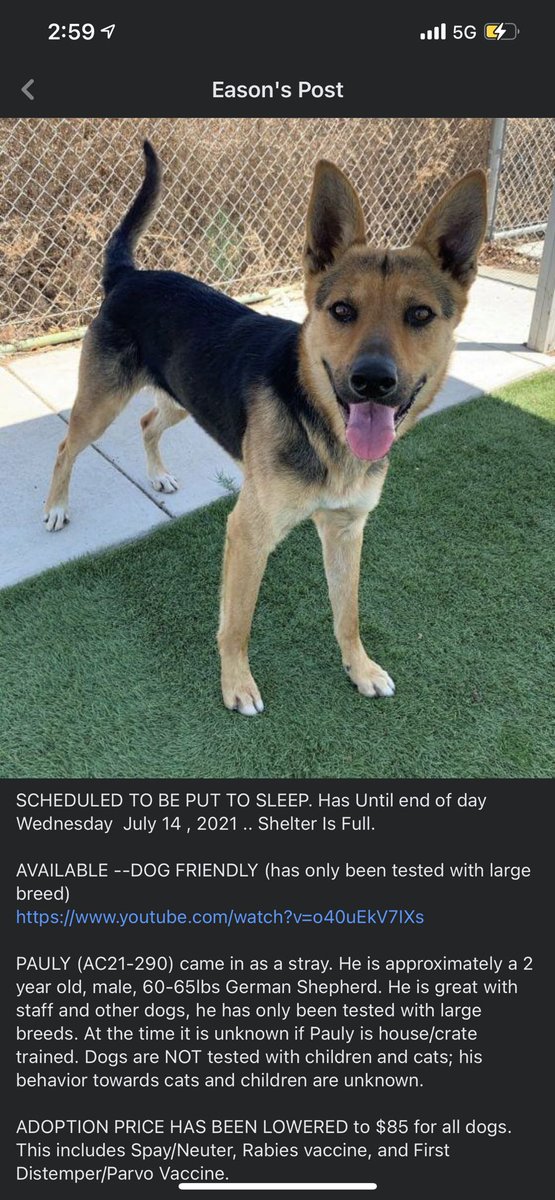 Julessruless's tweet image. PSA: THESE DOGS WILL BE KILLED WEDNESDAY 7/14/21… please share if you or anyone u know would like a dog!!! At the Wasco Shafter animal shelter!!!
