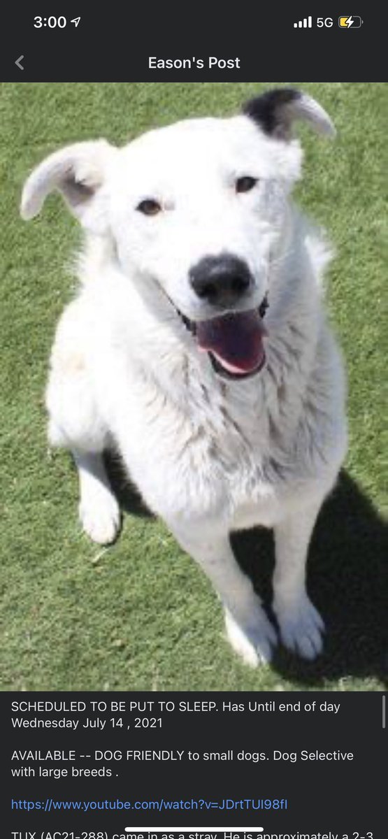 Julessruless's tweet image. PSA: THESE DOGS WILL BE KILLED WEDNESDAY 7/14/21… please share if you or anyone u know would like a dog!!! At the Wasco Shafter animal shelter!!!