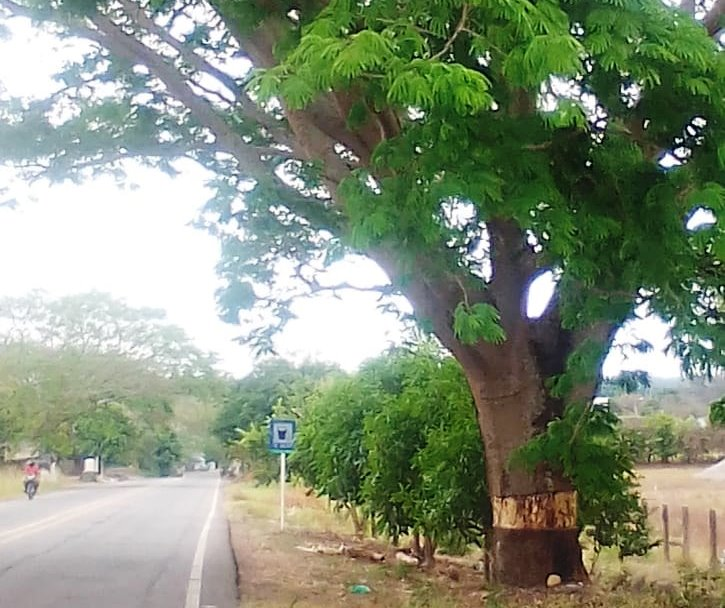 parragagraciela's tweet photo. Anillado de árbol un delito ambiental
Al eliminar una sección de la corteza en torno al tronco se impide el paso de la sabia,  elaborada desde la copa del árbol hacia sus raíces; ocasionando asfixia al ejemplar.
Un delito que muchos permiten o se hacen de la vista gorda. https://t.co/e5iovKBkck