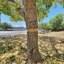 parragagraciela's tweet photo. Anillado de árbol un delito ambiental
Al eliminar una sección de la corteza en torno al tronco se impide el paso de la sabia,  elaborada desde la copa del árbol hacia sus raíces; ocasionando asfixia al ejemplar.
Un delito que muchos permiten o se hacen de la vista gorda. https://t.co/e5iovKBkck