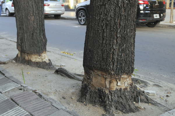 parragagraciela's tweet photo. Anillado de árbol un delito ambiental
Al eliminar una sección de la corteza en torno al tronco se impide el paso de la sabia,  elaborada desde la copa del árbol hacia sus raíces; ocasionando asfixia al ejemplar.
Un delito que muchos permiten o se hacen de la vista gorda. https://t.co/e5iovKBkck