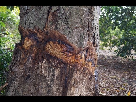 parragagraciela's tweet photo. Anillado de árbol un delito ambiental
Al eliminar una sección de la corteza en torno al tronco se impide el paso de la sabia,  elaborada desde la copa del árbol hacia sus raíces; ocasionando asfixia al ejemplar.
Un delito que muchos permiten o se hacen de la vista gorda. https://t.co/e5iovKBkck