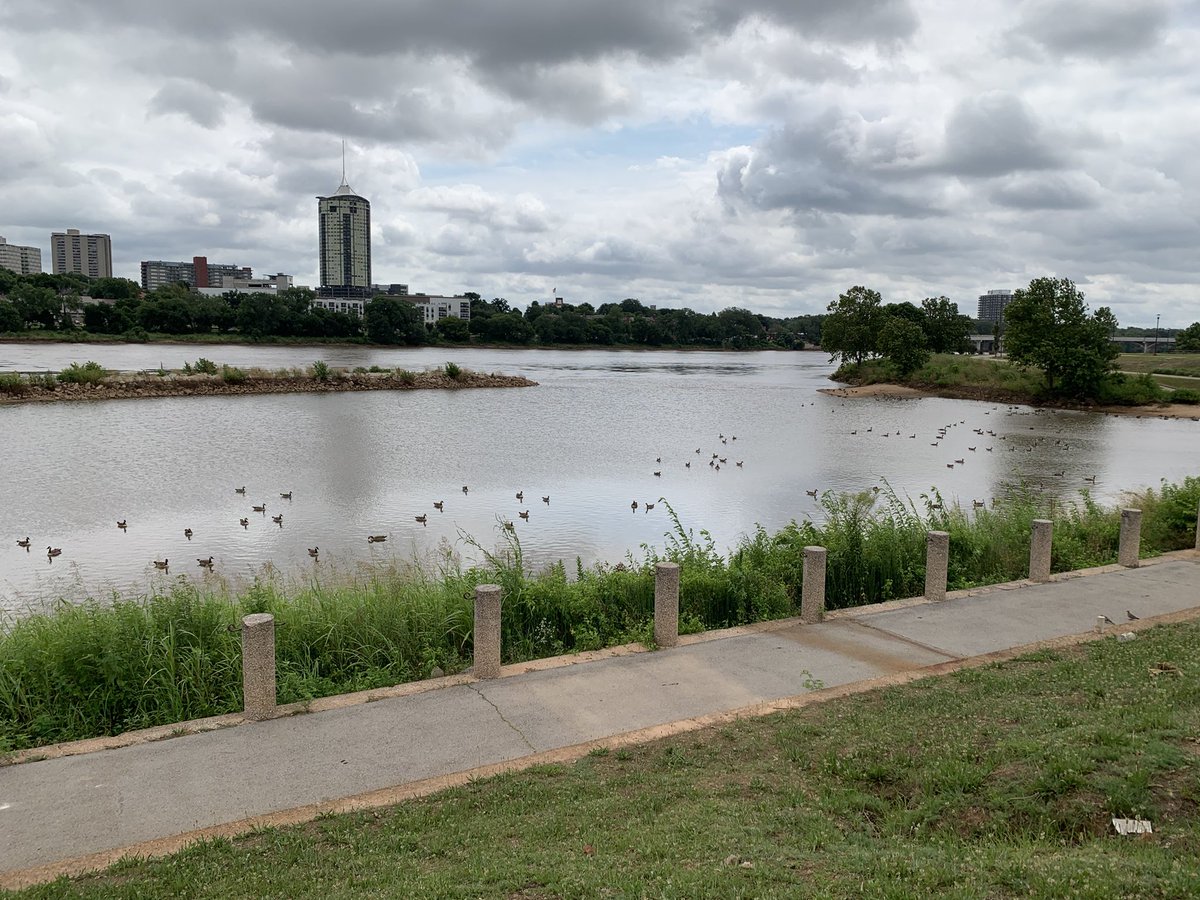 Geese storming the Arkansas River Beach head in Tulsa. A surprise attack during my morning walk.