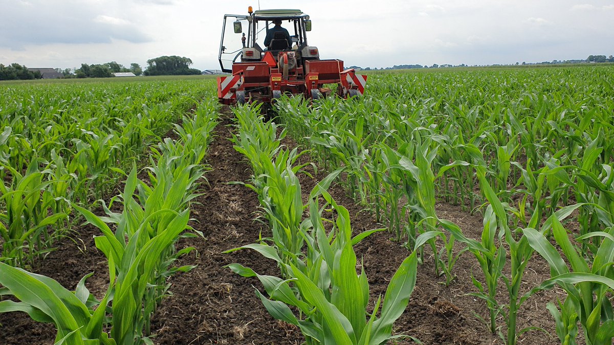 Vandaag heeft <a href="/arjanbijsterve1/">arjanbijsterveld</a> de maïs nog een beetje kunstmest bijgegeven. Korrels mooi naast het plantje.