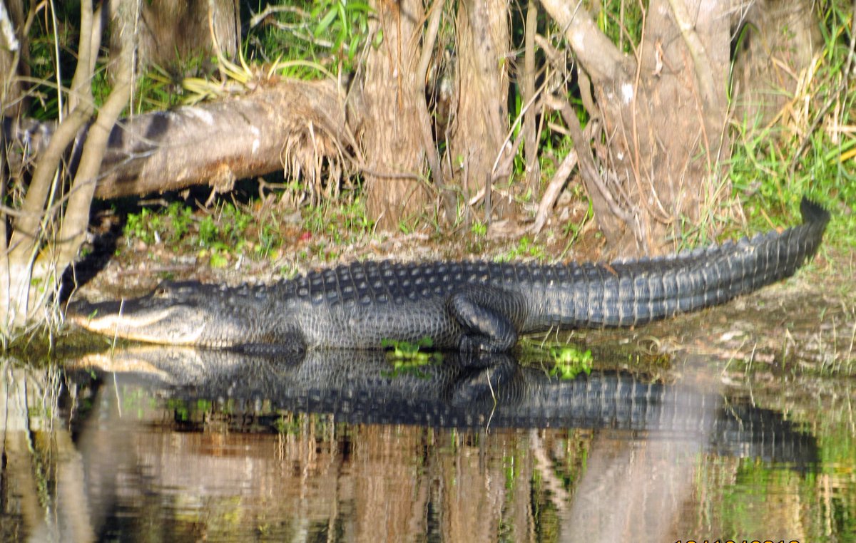 PATRICI55845750's tweet photo. #Luv4Wilds
#SafariSaturday
#IndiAves
#NaturePhotography
#naturelovers
OK, so this was not in the country park today. I found a new spot, teeming with all sorts of wildlife., on last trip to https://t.co/Y6ffKE6JvP you get 2 for the price of 1, so #Two4JOY? https://t.co/Bm1GOnFrtx
