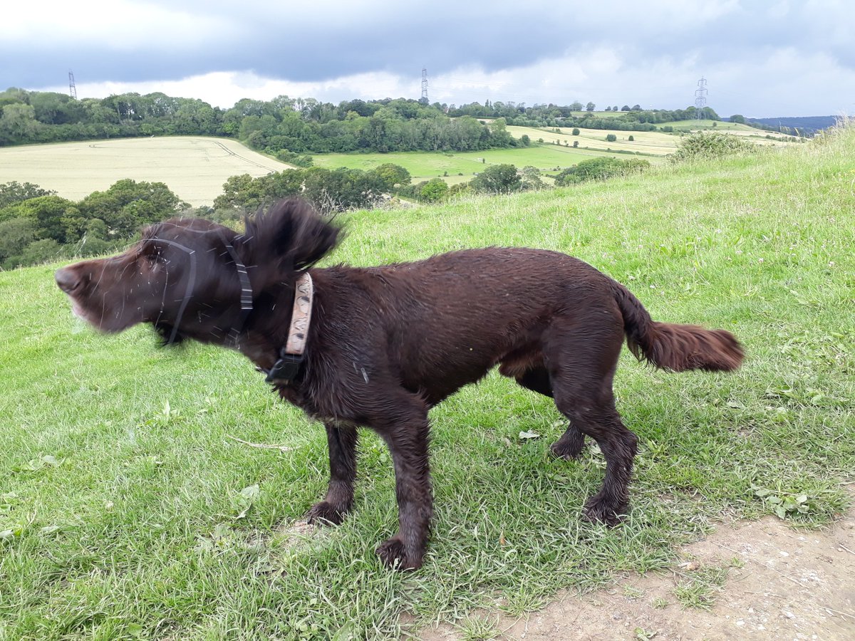 RobJames68's tweet photo. A lovely relaxing Saturday afternoon walk at Catherington Down #DynamicDog #HappyDog #WeekendFun https://t.co/0Psup7RISu
