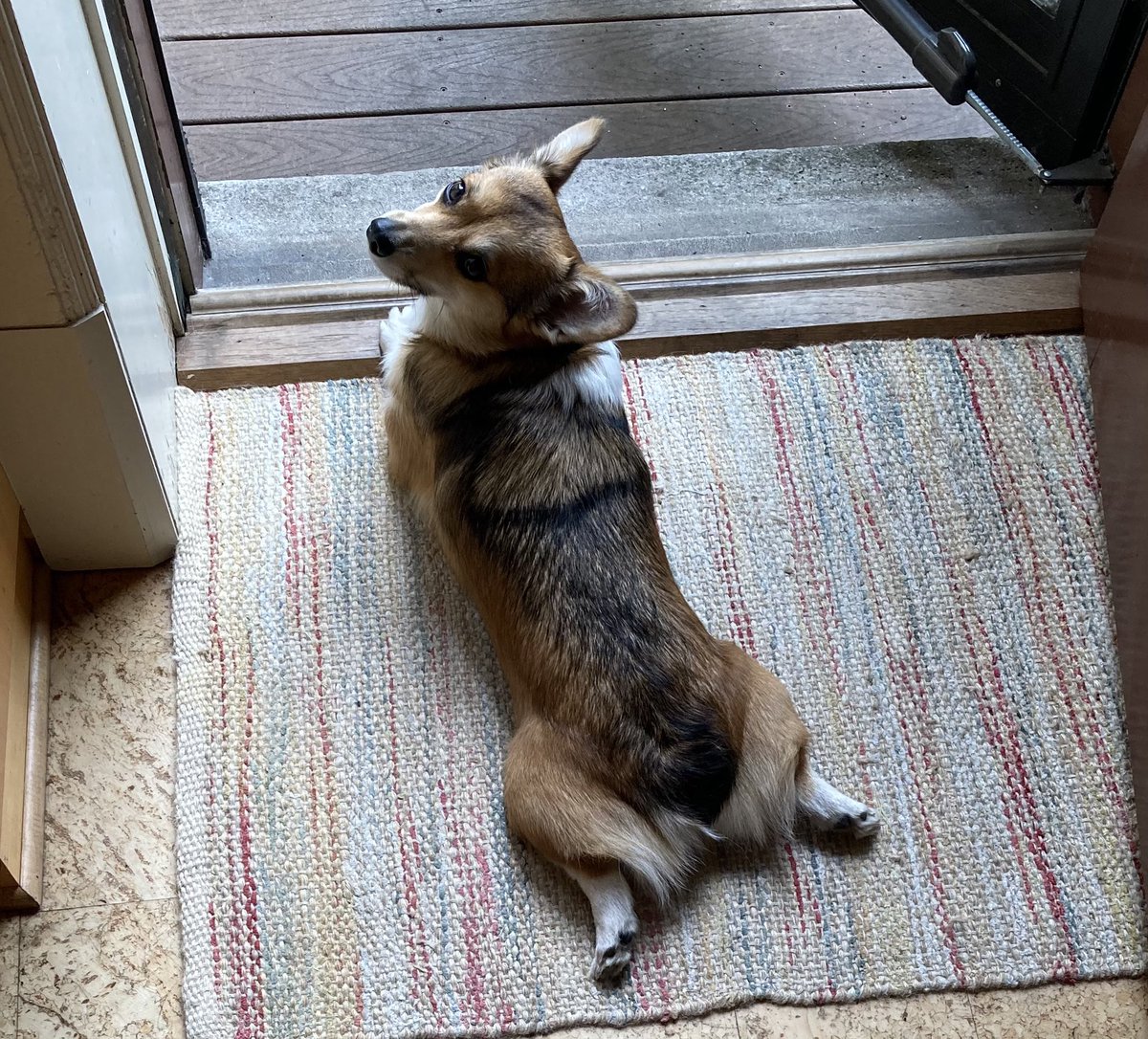 Why, Yes. It is a nice sploot! #CorgiCrew