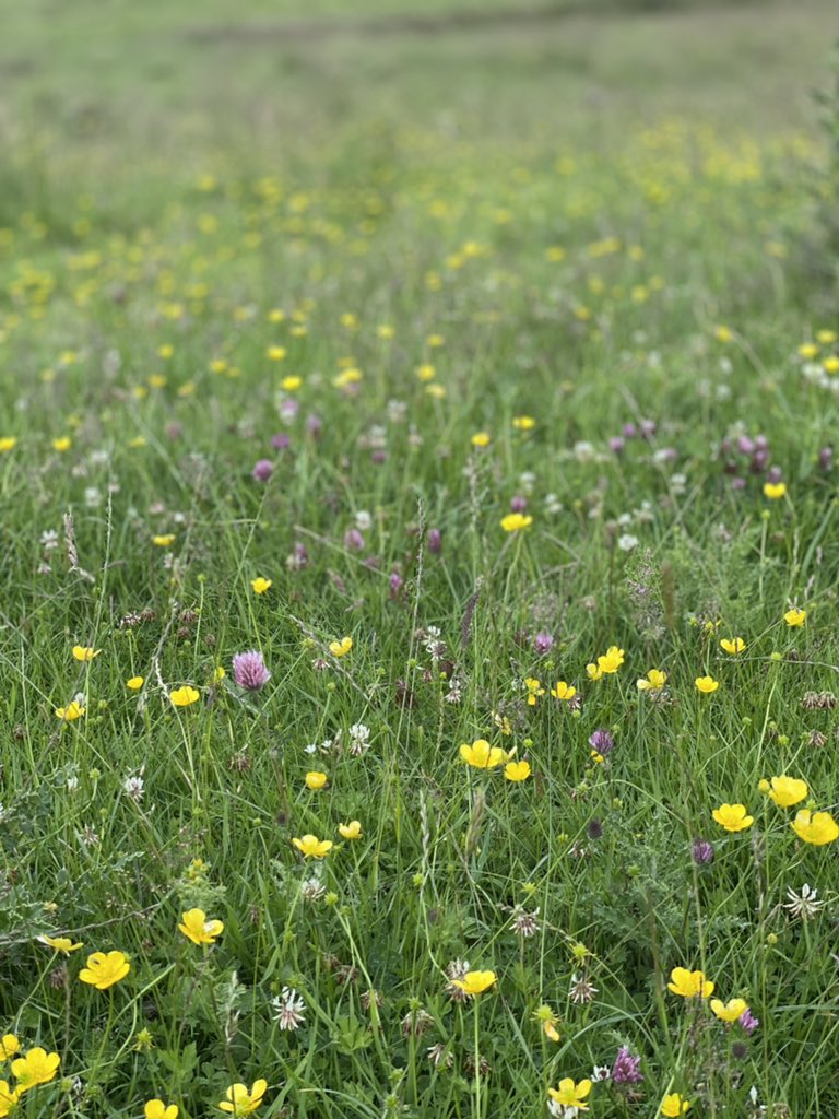 BubnellCliff's tweet image. Natures canvas is truly amazing! it’s great to see the diversity of species around the farm, working in harmony alongside the longhorns to produce fantastic tasting, sustainable beef.
#longhorns #grassfedbeef #beefboxes #farmingwithnature #sustainablefarming @LonghornOffice