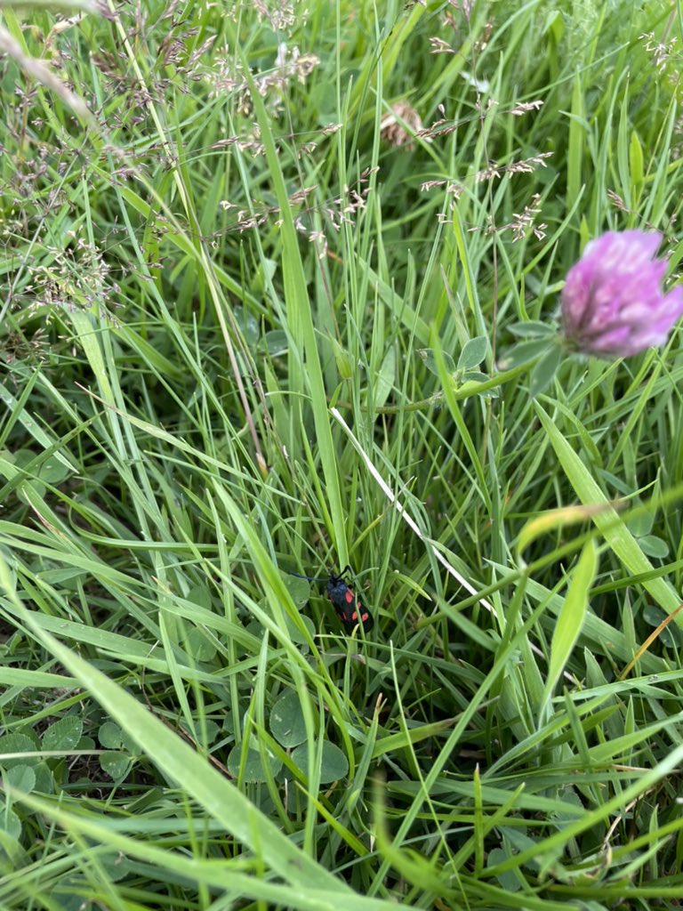 BubnellCliff's tweet image. Natures canvas is truly amazing! it’s great to see the diversity of species around the farm, working in harmony alongside the longhorns to produce fantastic tasting, sustainable beef.
#longhorns #grassfedbeef #beefboxes #farmingwithnature #sustainablefarming @LonghornOffice