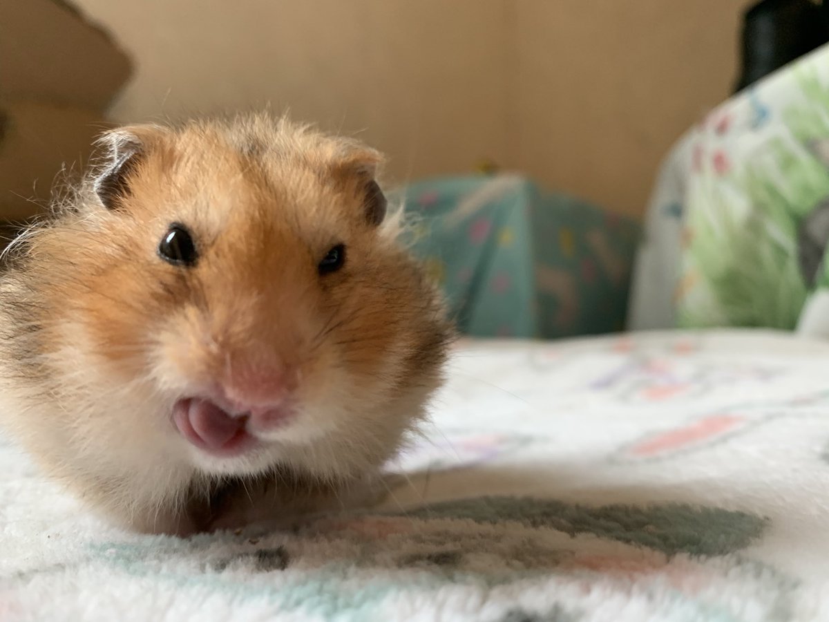 Precious ways Rabbit Sanctuary tweet media