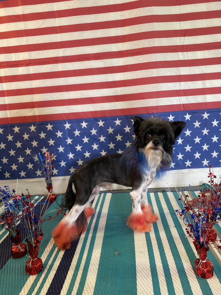 nbonez09's tweet image. My name is TangoBoy. I am a 4 year old Chinese Crested powderpuff. I help manage my mothers salon called Nicoles Fresh Paw Spa. I have a perfect attendance. My customer service is a 5 star rating. I will assure only the best tasting products go to the public. #BuschCTOContest