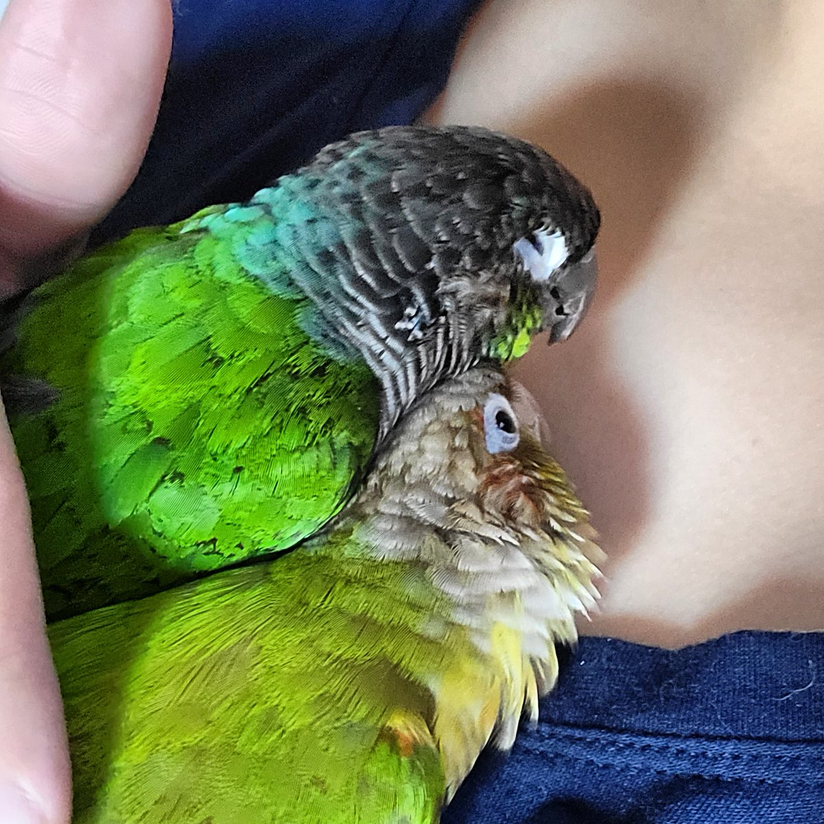 BlushWolfCrafts's tweet photo. Together again 🥰 Husband brought the Meeps over for a playdate with the Peeps.
#Mipha #Petri #conuresoftwitter https://t.co/AewZ4Ttl48