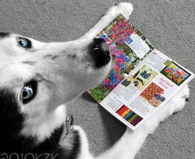 marillion13's tweet photo. "Frauchen, lass mich jetzt in Ruhe #DogsToday lesen!!! Geh weg mit Deiner blöden Kamera."
🤣🤣🤣🐶🐶🐶💖💖💖
@Berti_and_Ernie @knochenhort @Strasslady @HundesteBoykott @ronjabesen @Ludwigswelt https://t.co/szS6kVUXz7