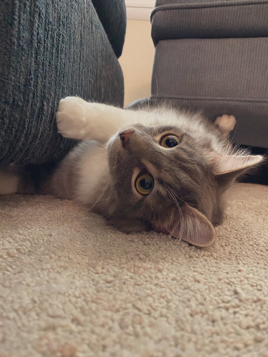 moonchildemily's tweet photo. These 2 boys keep me going. I love my lil fur babies 😻😻 https://t.co/MSi4tSp8xk