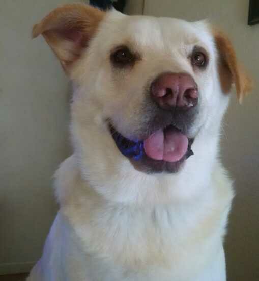 It was exactly 3 years ago today that I passed away. My daddy says I will never be forgotten. I’m starting to believe he is right. What do you think Twitter friends? #dogsoftwitter #animals #Banditforever #SaturdayMotivation #purelove ❤️🐶