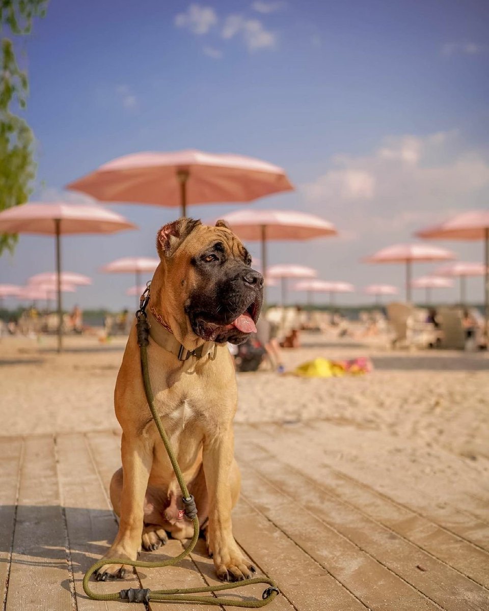 Beach photoshoots with your 4-legged friend: is there any better way to spend a Saturday? 📷:the_rockyandkaido_show/IG &amp; 1ssa.photos/IG

Preserve your pet's personality in print with high-quality prints, photo books &amp; more: prolabcanada.ca #Toronto #dogsoftwitter