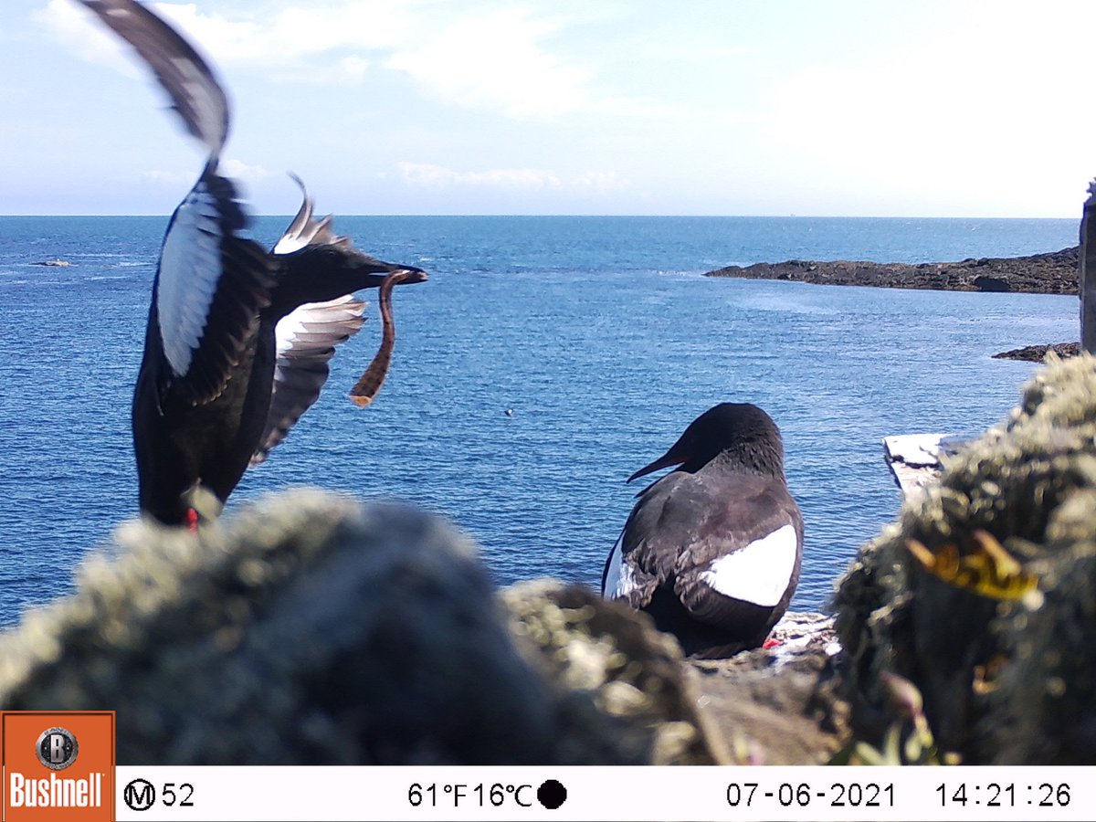 Daniel Johnston tweet media