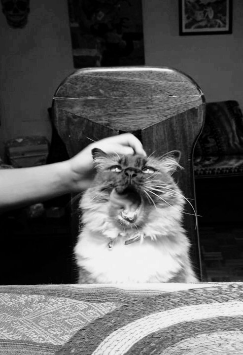 NEREYESM's tweet photo. Y finalmente, el gran Capuchino que cada vez que me levanto se sienta en mi silla. 

#Gatos #BlancoYNegro #Mascotas #Felinos #Michus #Fotografías #FelizFinDeSemana https://t.co/AFT3QBBfln