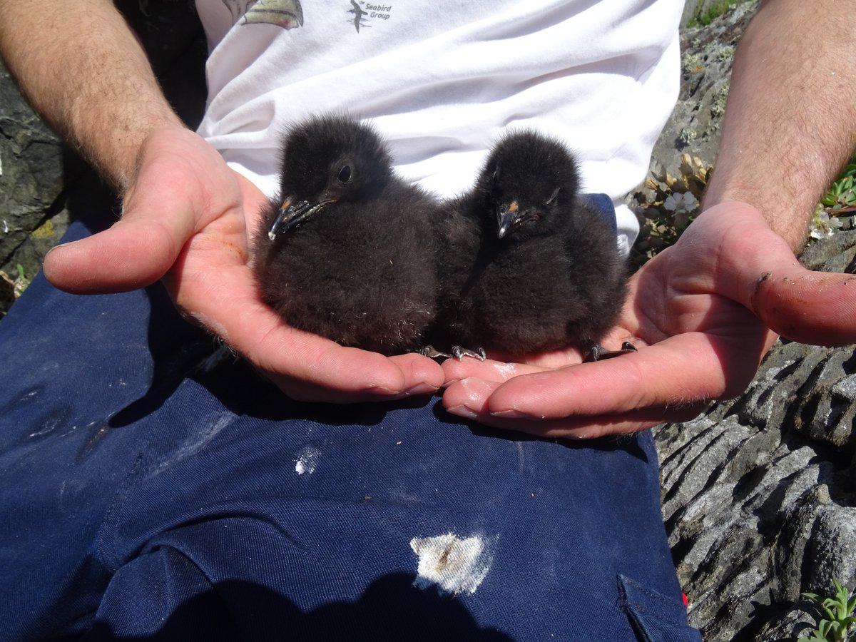 Daniel Johnston (@tystiedan) on Twitter photo And black guillemot fieldwork for @MarPAMM_project is officially complete! The deployment of 23 tags has left us brimming with excitement (and data!), final nest checks <a href="/CopelandBirdObs/">Copeland Bird Obs.</a> have left us brimming with excrement (and data too). Now for the analysis #MarPAMMSeabirds! And black guillemot fieldwork for @MarPAMM_project is officially complete! The deployment of 23 tags has left us brimming with excitement (and data!), final nest checks <a href="/CopelandBirdObs/">Copeland Bird Obs.</a> have left us brimming with excrement (and data too). Now for the analysis #MarPAMMSeabirds!