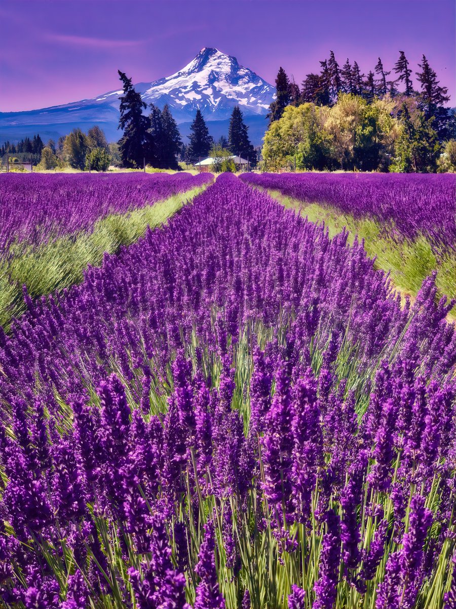 gswave's tweet photo. 2018 Photo from #LavendarValley in #Oregon  - 
#Instagram: https://t.co/xfWB2ywY1b
 #freshflowers #naturephotography #naturelover #purpleflowers #beautiful  #plant #landscapephotography  #wildflowers #flowerstagram #flowersofinstagram #floweroftheday #loveflowers #vanlife https://t.co/oiZTy5XOKQ