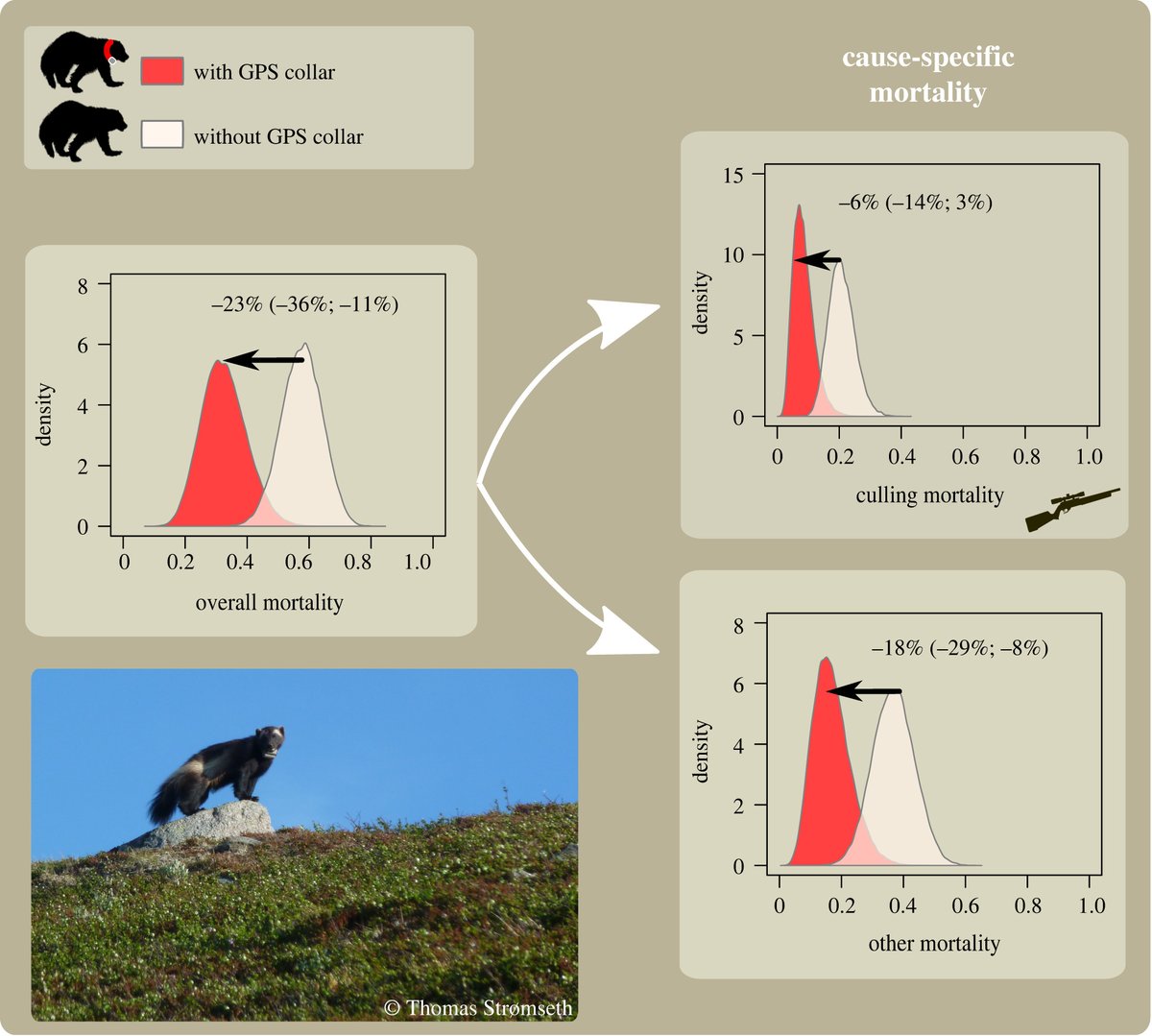 RSocPublishing's tweet image. GPS collars have an apparent positive effect on the survival of a large carnivore ow.ly/F53950FlH4C #BiologyLetters #PopulationDynamics #ecology