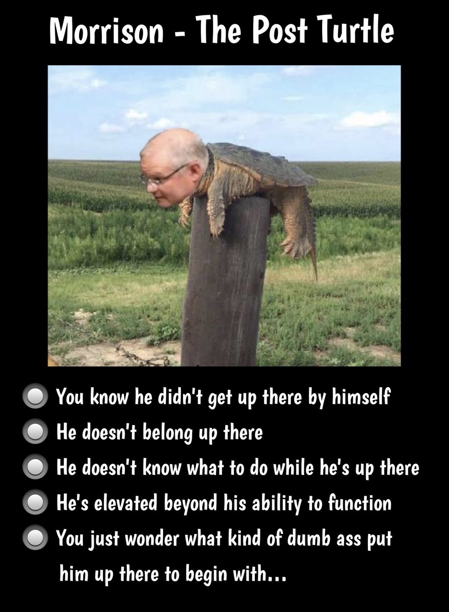 roo_urban's tweet photo. @InsidersABC @CroweDM Most women recognise a #PoleTurtle when they see one. 
#VoteHimOUT https://t.co/bsESE30TW9